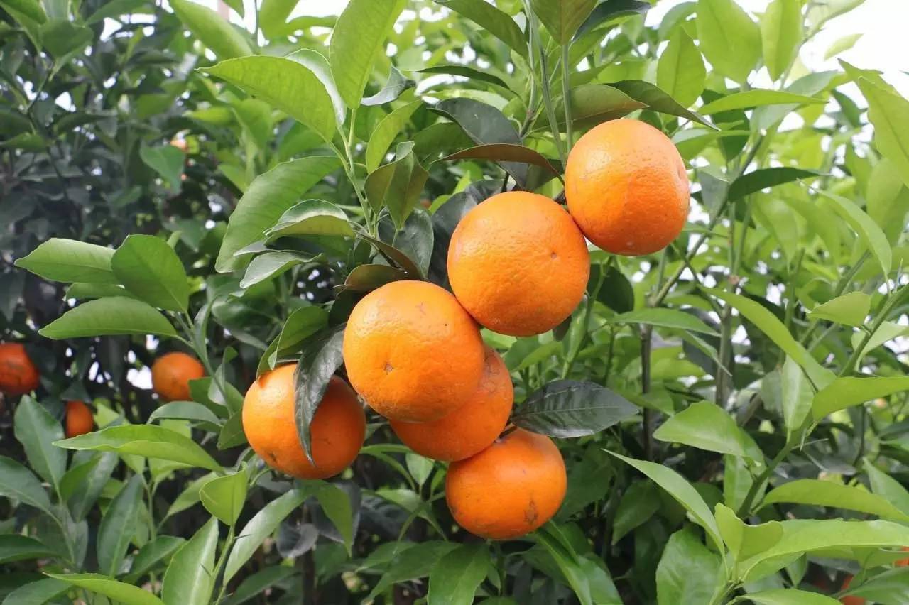 柑橘产量供大于求遭贱卖，广西沃柑能否摆脱厄运？
