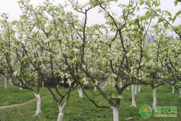 年后梨树已经开花了，这个时候再栽植合适吗？需要如何管理？