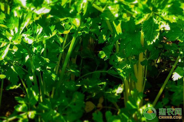 今日芹菜价格多少钱一斤？2019最新芹菜主产地价格行情