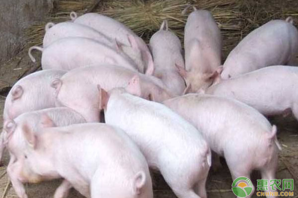 今日有哪些地区猪价上涨？2019全国生猪价格行情分析