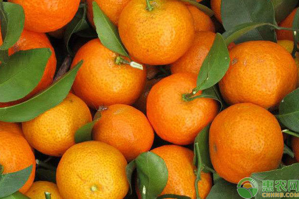柑橘行情