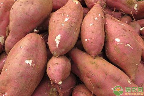 红薯多少钱一斤？最新国内产区红薯价格行情汇总