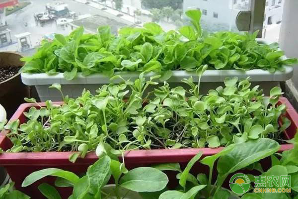 春天来了，这些适合在阳台盆栽的蔬菜你种植了吗？