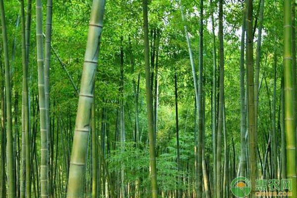 2019年竹子种植前景如何？竹子能加工成哪些商品？