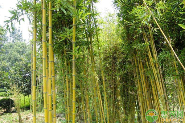 2019年竹子种植前景如何？竹子能加工成哪些商品？