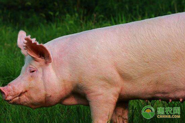 非洲猪瘟再发，对猪价有何影响？2019生猪价格行情