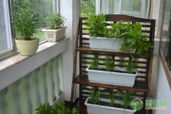 新手如何打造阳台小菜园？这五个技巧分享给你！