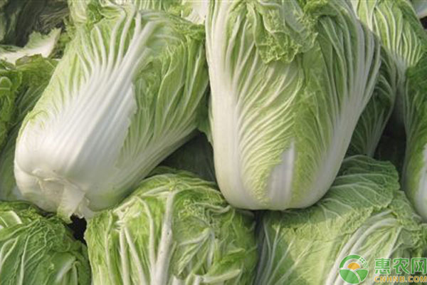 白菜收购价多少钱一斤？2月22日白菜产区收购价格行情