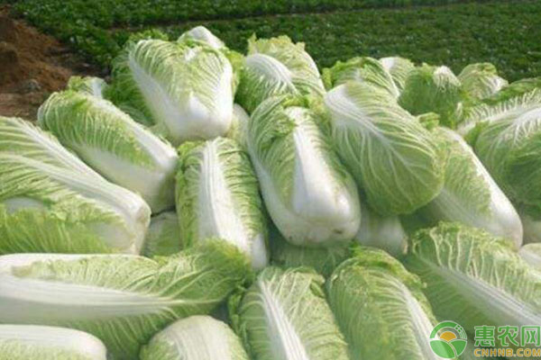 白菜收购价多少钱一斤？2月22日白菜产区收购价格行情