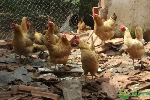 淘汰鸡多少钱一斤？2月27日全国淘汰鸡价格参考