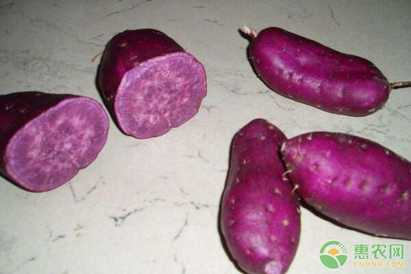 紫色甘薯有哪些营养价值？国内外紫色甘薯品种介绍