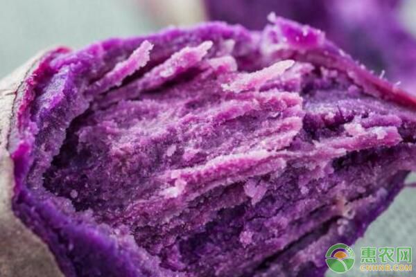 紫色甘薯有哪些营养价值？国内外紫色甘薯品种介绍