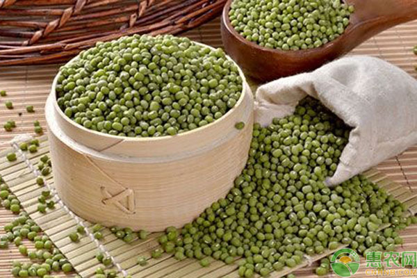 2019最新国内绿豆价格行情：预计3月会涨！