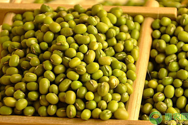 2019最新国内绿豆价格行情：预计3月会涨！