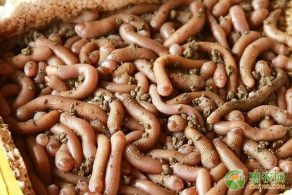 沙虫有什么功效和作用？养殖前景如何？（附养殖技术）
