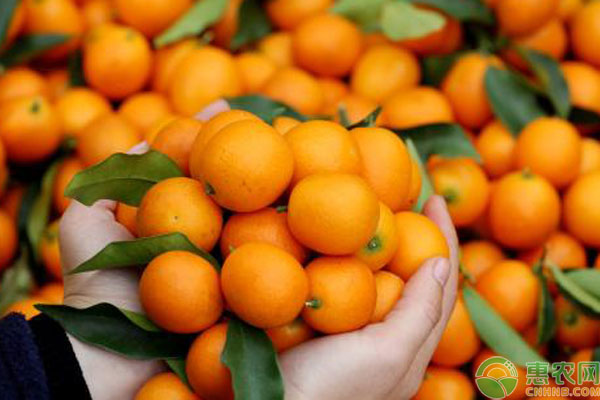 柑橘多少钱一斤？2019国内柑橘产区收购价格行情