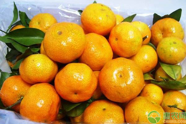 柑橘多少钱一斤？2019国内柑橘产区收购价格行情