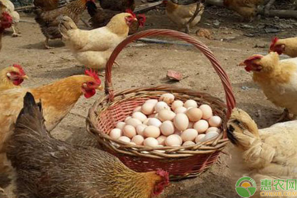 淘汰鸡多少钱一斤？2019最新淘汰鸡价格行情走势