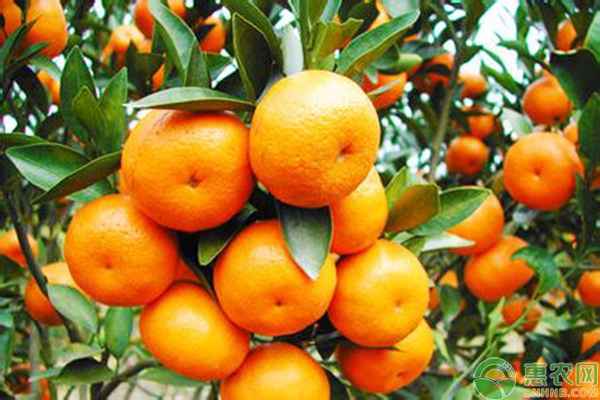 最新产区柑橘价格行情
