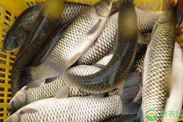 2019农村养什么鱼有钱赚？可以考虑看看这些鱼！