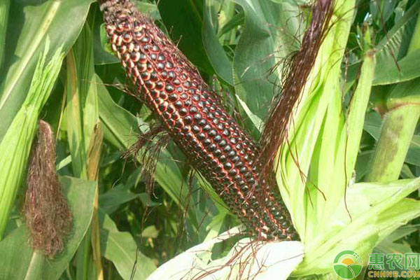 黑玉米种植技术