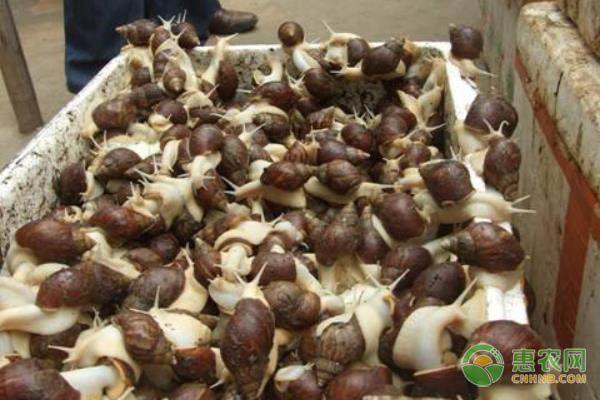 农民创业养殖白玉蜗牛，成本低，月销售额可高达50万元！