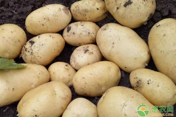 马铃薯为何会发青长出绿芽？马铃薯防龙葵素中毒方法