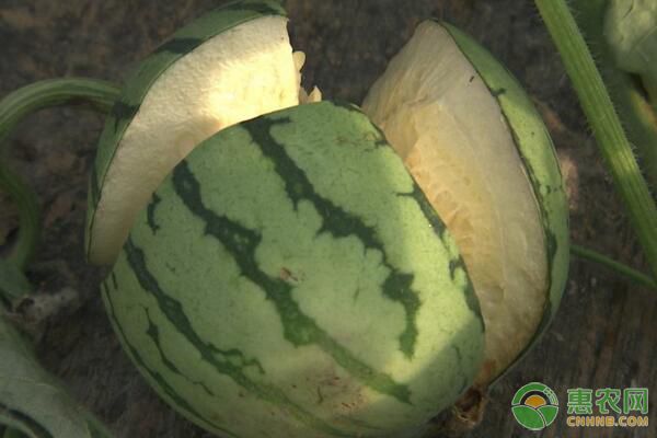 西瓜为何会出现劣质瓜？可采取哪些预防措施？