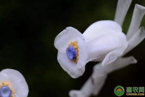 “冥界之花”水晶兰