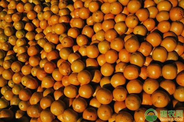 柑橘多少钱一斤