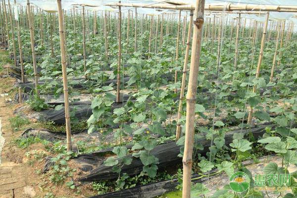 温室甜瓜的高产种植管理要点