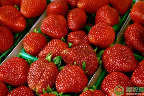 草莓价格