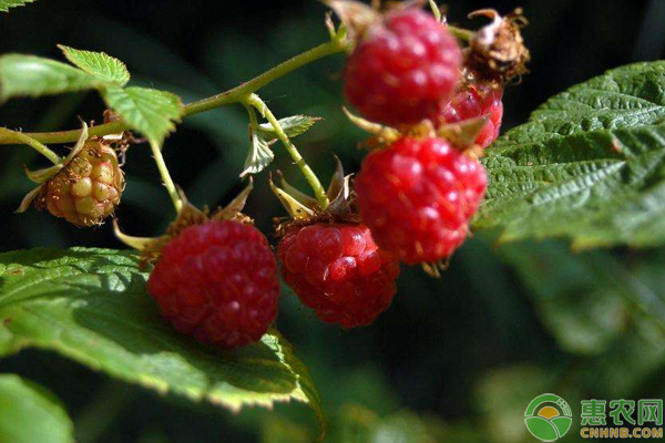 村干部带领种植树莓，亩产3000斤，亩收入能达3万元！