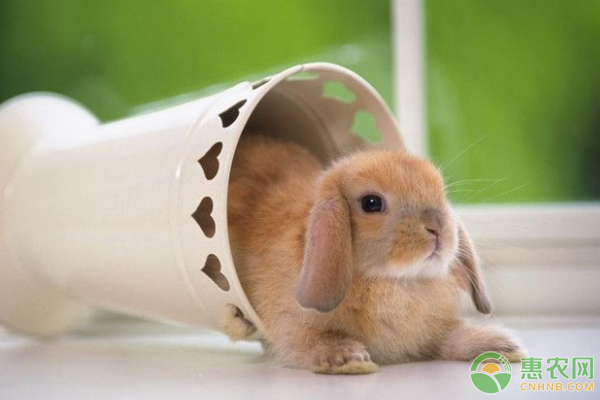 宠物荷兰垂耳兔生物学特性、饲养管理、