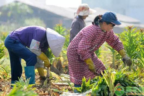 2019国家加大农村发展力度，新型农业经营主体补助将提高！