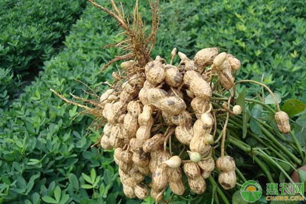 花生种植想优质高产这5个种植建议送给您