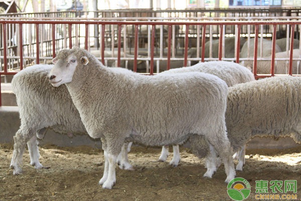 优安的觅编辑部整理:农村养羊有补贴吗？怎么申请？2019农村最新养羊补贴政策