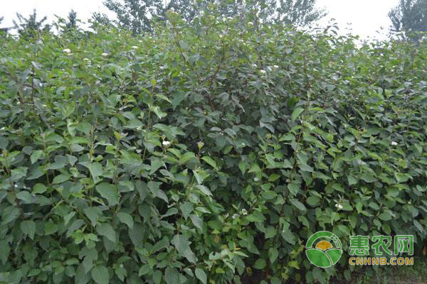 2019年绿豆多少钱一斤？绿豆的功效与作用及禁忌
