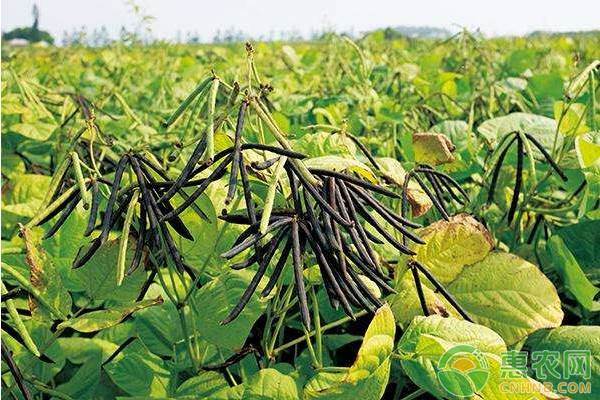 2019年绿豆多少钱一斤？绿豆的功效与作用及禁忌