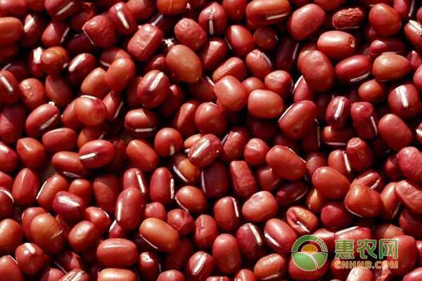 2019年红豆价格多少钱一斤？红豆有哪些功效和作用？