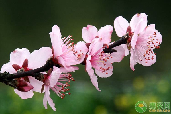 春季适合种植哪些花卉品种？樱花和桃花怎么区分？