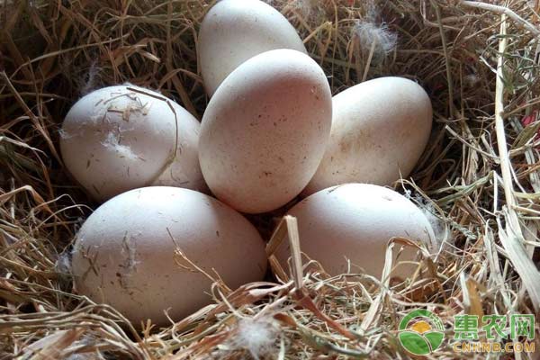 2019年鹅蛋多少钱一枚？有哪些营养价值？如何挑选？