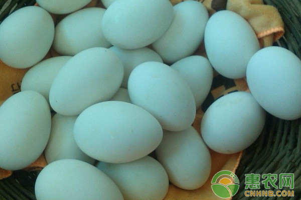 2019年鹅蛋多少钱一枚？有哪些营养价值？如何挑选？