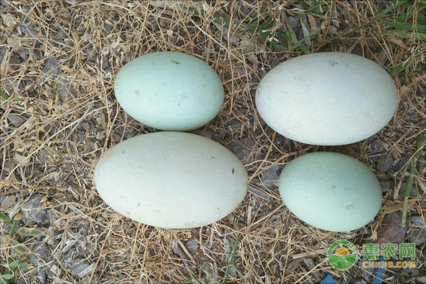 2019年鸭蛋多少钱一斤？有哪些营养价值？如何识别假鸭蛋？