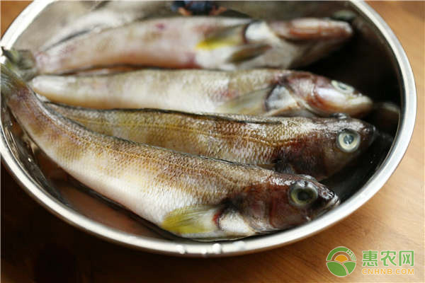 今日刀鱼多少钱一斤？都有哪些食用功效及做法？