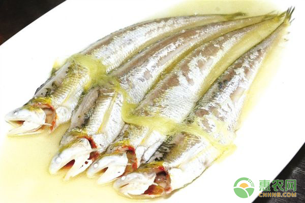今日刀鱼多少钱一斤？都有哪些食用功效及做法？