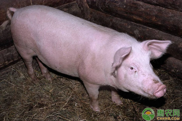 今日毛猪多少钱一斤？猪肉有哪些作用？