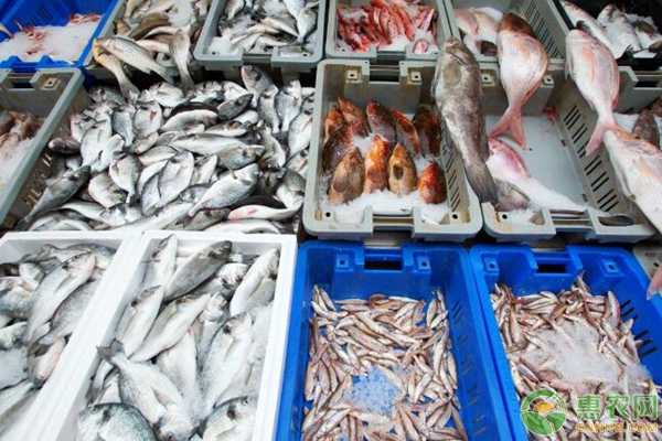 石斑鱼价格多少钱一斤