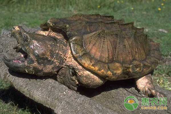 鳄鱼龟品种区分