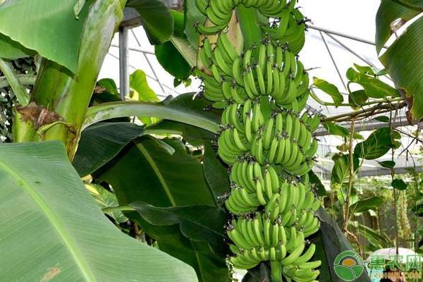 香蕉可以放冰箱保存吗？香蕉催熟的方法有哪些？